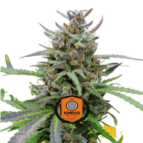 BABY BOOM AUTO - KANNABIA SEED CO.