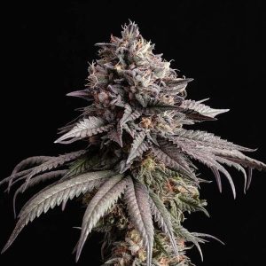 Gelato-K Kannabia Seeds θηλυκοποιημένοι σπόροι κάνναβης freshseeds