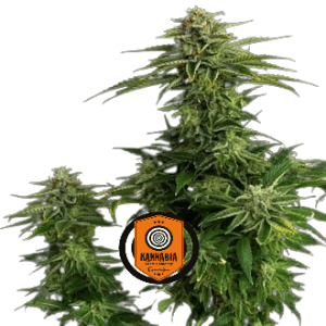 ZKIT KANDY DREAM - KANNABIA SEED CO.