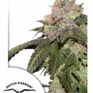 Kerosene Krash Dutch Passion