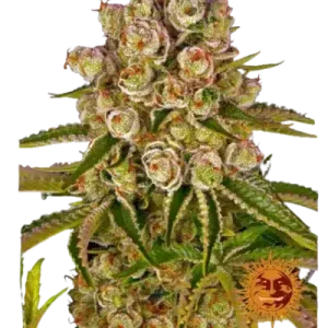 KUSH MINTZ BARNEY'S FARM