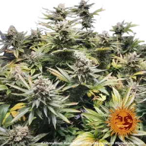 LAUGHING BUDDHA BARNEY'S FARM