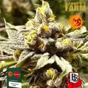 Lemon Cherry Gelato Barney's Farm