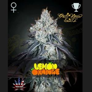 Lemon Orange Green House Seeds θηλυκοποιημένοι σπόροι κάνναβης freshseeds