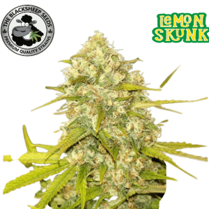 LEMON SKUNK AUTO- BLACK SHEEP