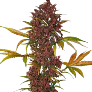 LSD 25 AUTO FASTBUDS