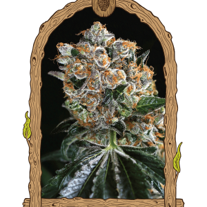 MALASAÑA COOKIES - EXOTIC SEEDS