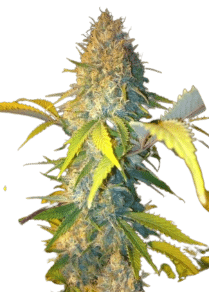 MEDI RSO - MEDICAL MARIJUANA GENETICS