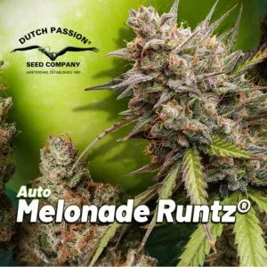 Melonade Runtz Auto Dutch Passion αυτόματοι σπόροι κάνναβης freshseeds