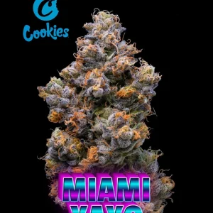 Miami Yayo Cookies Seeds – premium σπόροι κάνναβης με έντονο άρωμα