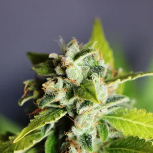 Σπόροι κάνναβης Mikromachine Auto της Kannabia, αυτοανθιζόμενοι, υψηλής ποιότητας, με γρήγορη ανάπτυξη και σταθερή παραγωγή, ιδανικοί για εσωτερική