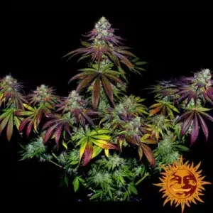 MIMOSA EVO BARNEY'S FARM