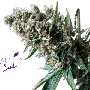 NEFERTITI AUTO - PYRAMID SEEDS