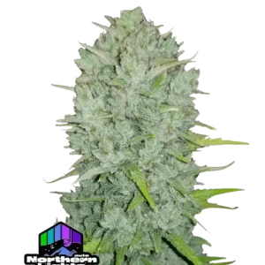 Σπόροι κάνναβης Northern Lights Auto της Fast Buds, αυτοανθιζόμενοι, υψηλής ποιότητας, με γρήγορη ανάπτυξη και σταθερή παραγωγή, ιδανικοί για εσωτερική και εξωτερική καλλιέργεια.