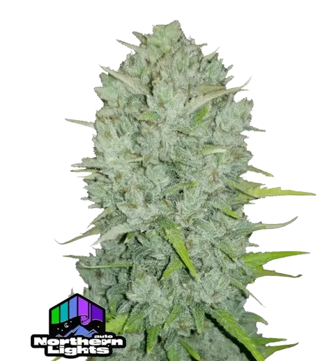 Σπόροι κάνναβης Northern Lights Auto της Fast Buds, αυτοανθιζόμενοι, υψηλής ποιότητας, με γρήγορη ανάπτυξη και σταθερή παραγωγή, ιδανικοί για εσωτερική και εξωτερική καλλιέργεια.