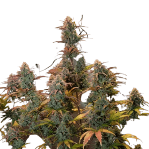 NIGHT QUEEN AUTO - DUTCH PASSION