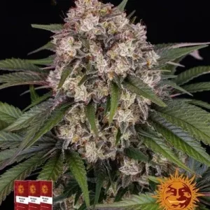 Σπόροι κάνναβης OG Kush Auto της Barney’s Farm, αυτοανθιζόμενοι, υψηλής ποιότητας, με γρήγορη ανάπτυξη και σταθερή παραγωγή, ιδανικοί για εσωτερική και εξωτερική καλλιέργεια.