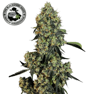 OG KUSH AUTO - BLACK SHEEP