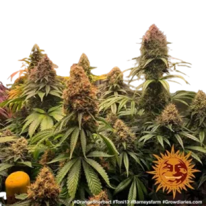 ORANGE SHERBERT BARNEY'S FARM