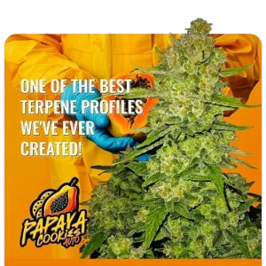 Σπόροι κάνναβης Papaya Cookies Auto της Fast Buds, αυτοανθιζόμενοι, υψηλής ποιότητας, με γρήγορη ανάπτυξη και πλούσια παραγωγή, ιδανικοί για εσωτερική και εξωτερική καλλιέργεια.