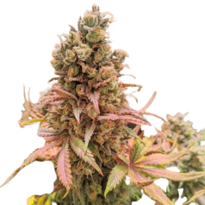 PASSION FRUIT® - DUTCH PASSION