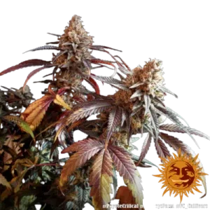 PEYOTE CRITICAL BARNEY'S FARM