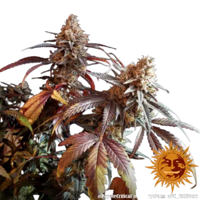 PEYOTE CRITICAL BARNEY'S FARM