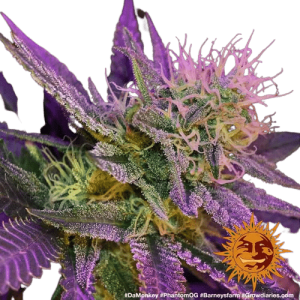 PHANTOM OG - BARNEY'S FARM