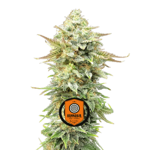 PINEAPPLE DREAM - KANNABIA SEED CO.