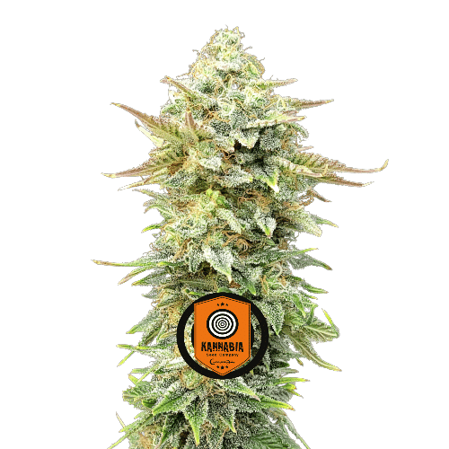 PINEAPPLE DREAM - KANNABIA SEED CO.
