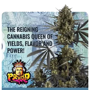 Σπόροι κάνναβης Pound Cake Auto της Fast Buds, αυτοανθιζόμενοι, υψηλής ποιότητας, με γρήγορη ανάπτυξη και πλούσια παραγωγή, ιδανικοί για εσωτερική και εξωτερική καλλιέργεια.