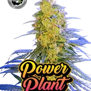 POWER PLANT BLACK SHEEP