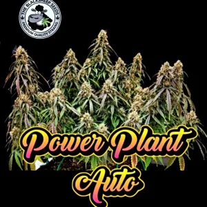 POWER PLANT AUTO BLACK SHEEP