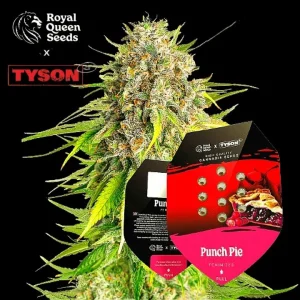 Punch Pie Tyson 2.0 Royal Queen Seeds σπόροι κάνναβης freshseeds