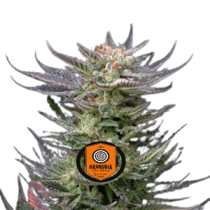 PURPLE DREAM AUTO - KANNABIA SEED CO.