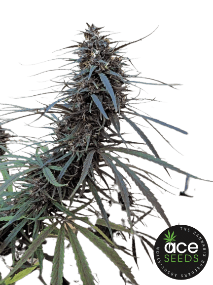 PURPLE HAZE X MALAWI - ACE SEEDS