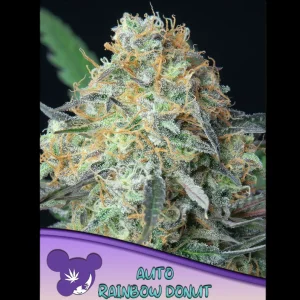 Rainbow Donut Auto Anesia Seeds αυτόματοι σπόροι κάνναβης freshseeds