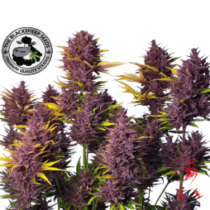 RED WALKER PUNCH BLACK SHEEP