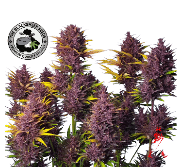 RED WALKER PUNCH BLACK SHEEP