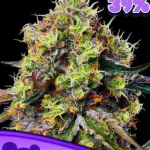 Roswell Code Anesia seeds