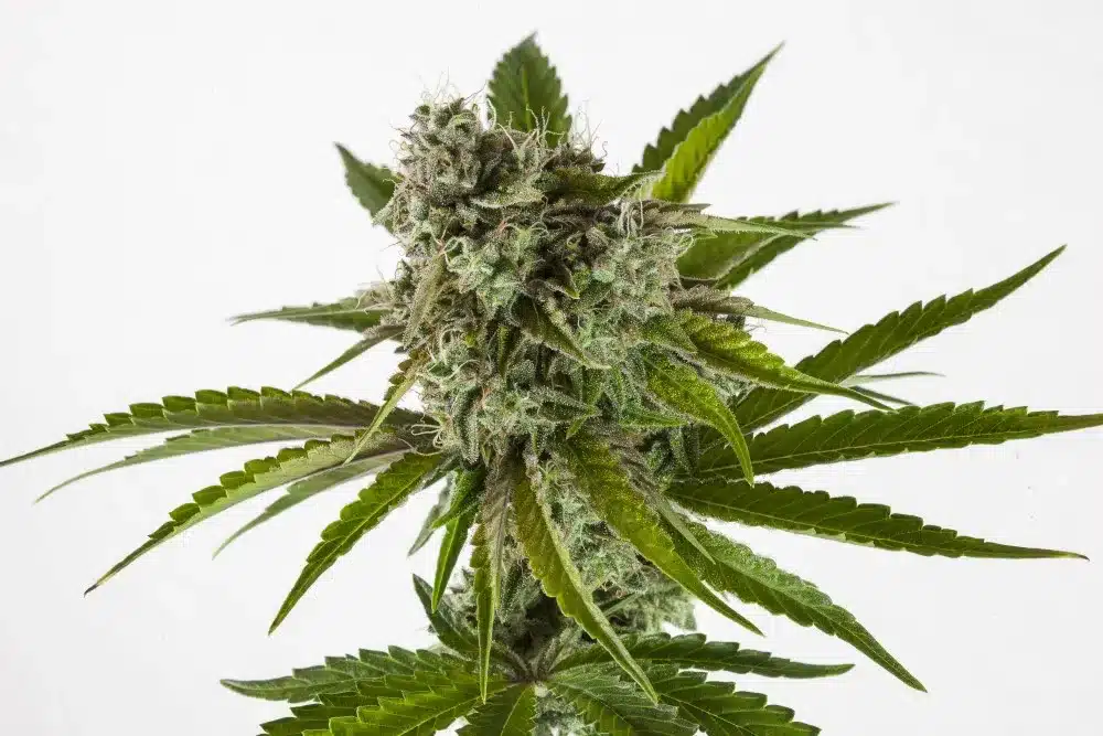 RS11 Kannabia - Image 2