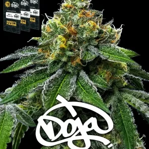 RS11 X BANANA OG Barneys Farm x DOJA Exclusive