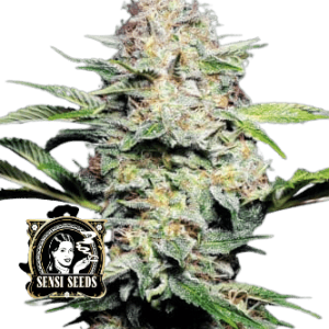 SENSI SKUNK AUTO - SENSI SEEDS