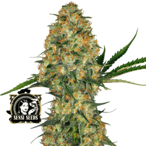 HINDU KUSH AUTO - SENSI SEEDS