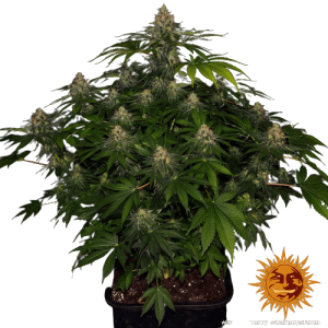 SHISKABERRY BARNEY'S FARM