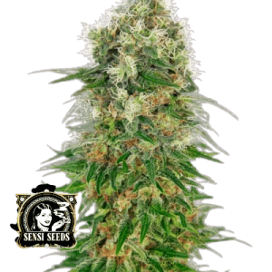 SHIVA SKUNK - SENSI SEEDS