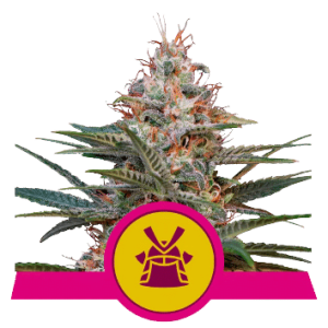 SHOGUN - ROYAL QUEEN