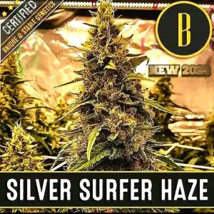 SILVER SURFER HAZE BLIMBURN