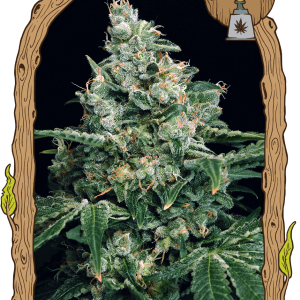 SIR JACK - EXOTIC SEEDS