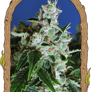 SIR JACK AUTO - EXOTIC SEEDS